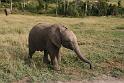 Elephant Sanctuary (3)